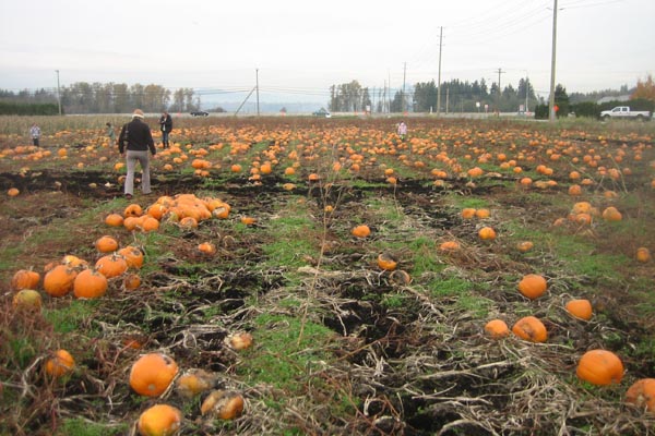 Pumpkins